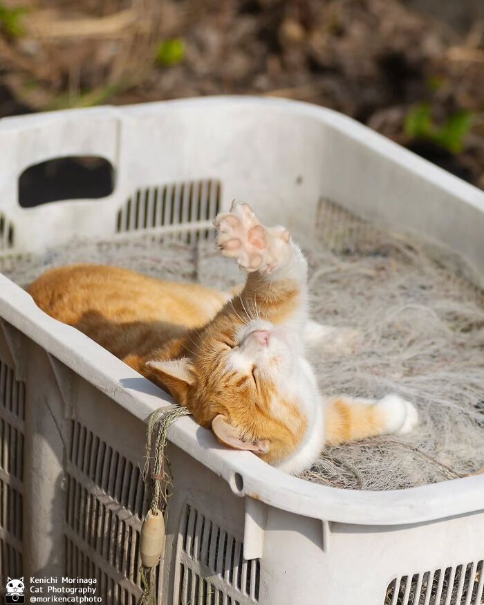 This Photographer Captured Exactly Why Cats Are So Endlessly Entertaining (61 Pics)