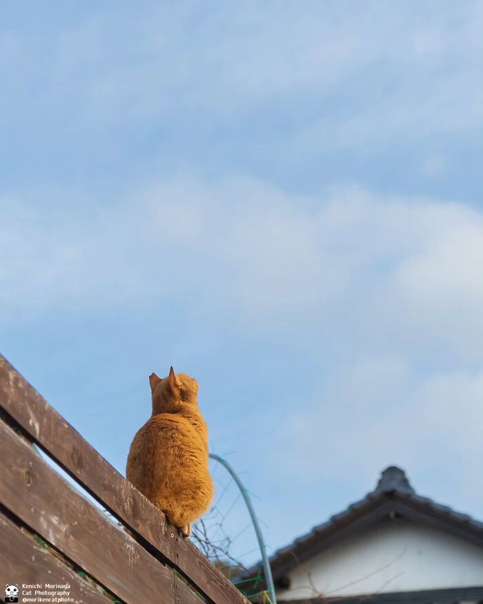 This Photographer Captured Exactly Why Cats Are So Endlessly Entertaining (61 Pics)