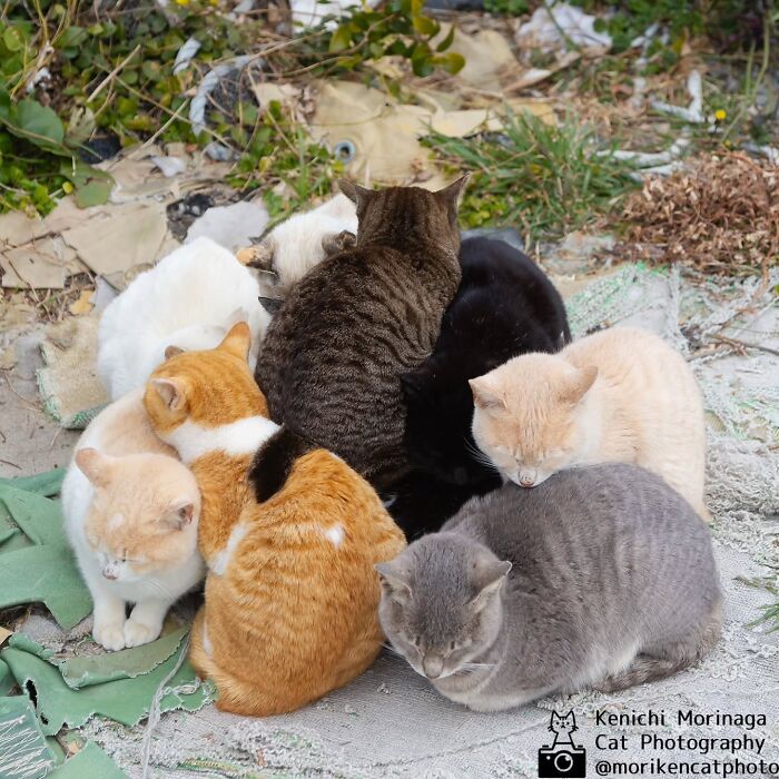 This Photographer Captured Exactly Why Cats Are So Endlessly Entertaining (61 Pics)