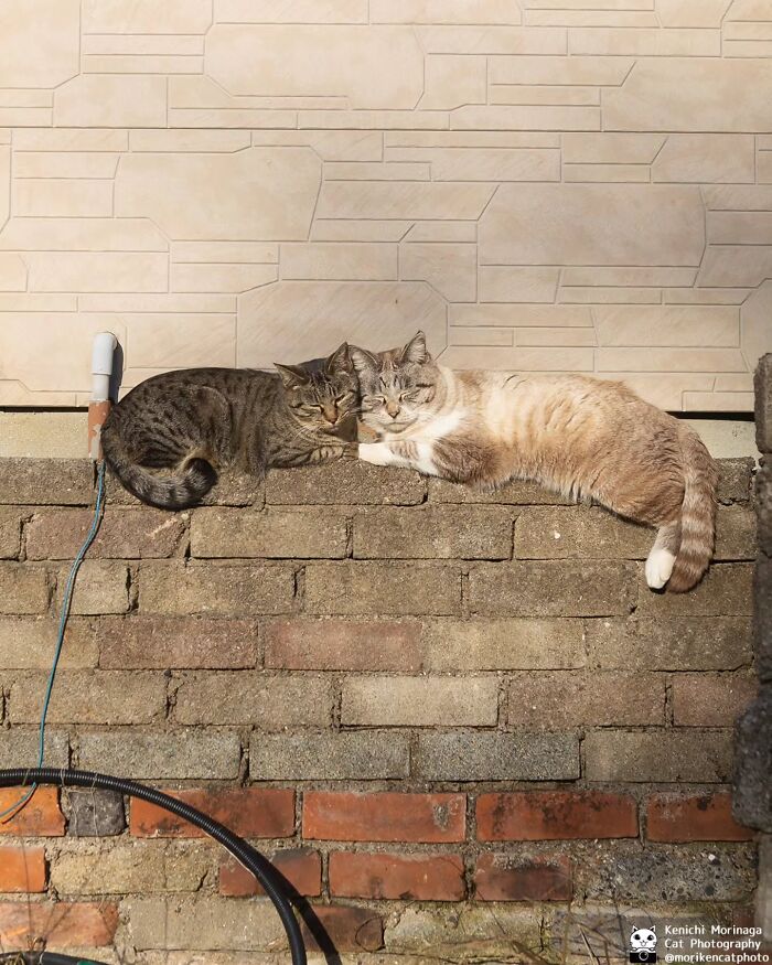 This Photographer Captured Exactly Why Cats Are So Endlessly Entertaining (61 Pics)