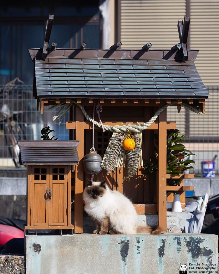 This Photographer Captured Exactly Why Cats Are So Endlessly Entertaining (61 Pics)