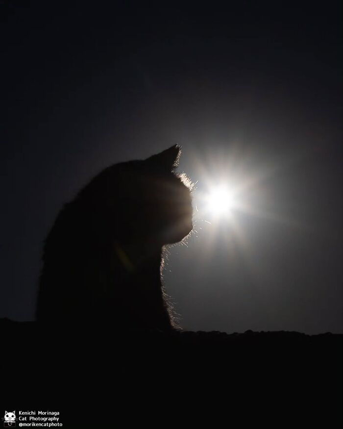 This Photographer Captured Exactly Why Cats Are So Endlessly Entertaining (61 Pics)