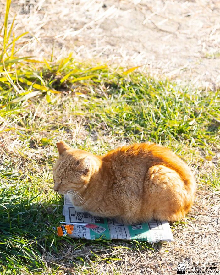 This Photographer Captured Exactly Why Cats Are So Endlessly Entertaining (61 Pics)