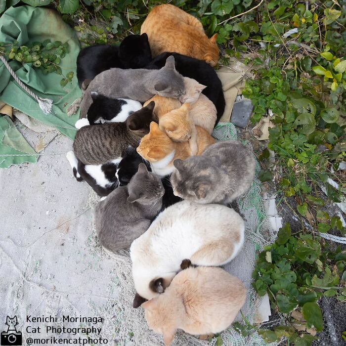 This Photographer Captured Exactly Why Cats Are So Endlessly Entertaining (61 Pics)