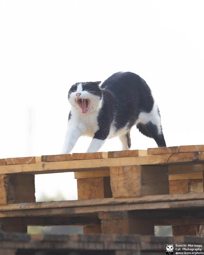 This Photographer Captured Exactly Why Cats Are So Endlessly Entertaining (61 Pics)