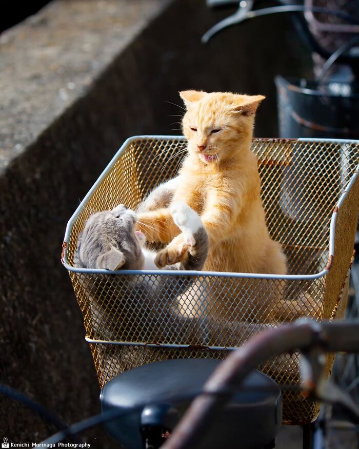 This Photographer Captured Exactly Why Cats Are So Endlessly Entertaining (61 Pics)