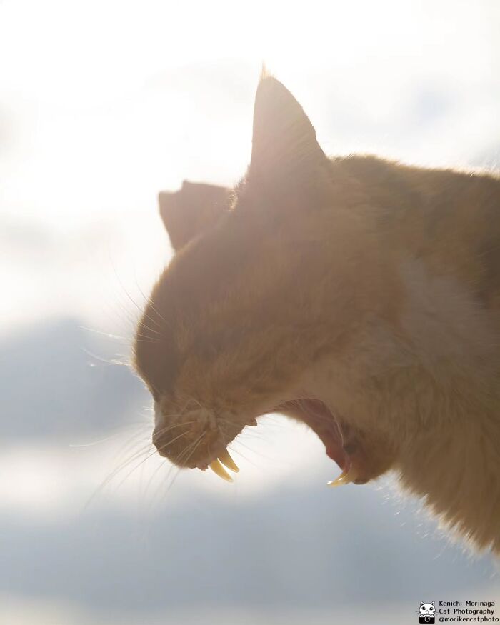 This Photographer Captured Exactly Why Cats Are So Endlessly Entertaining (61 Pics)