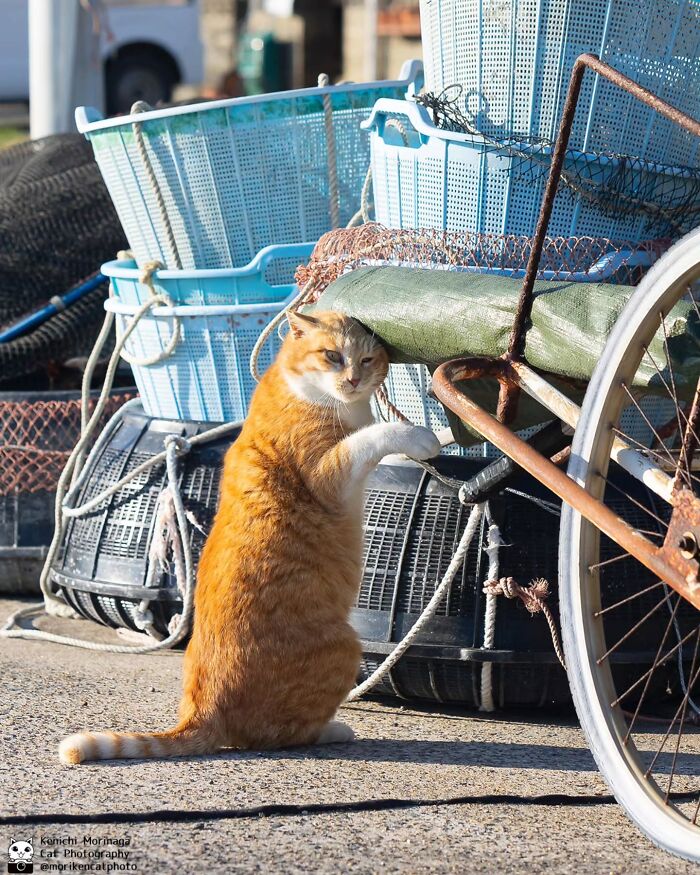 This Photographer Captured Exactly Why Cats Are So Endlessly Entertaining (61 Pics)