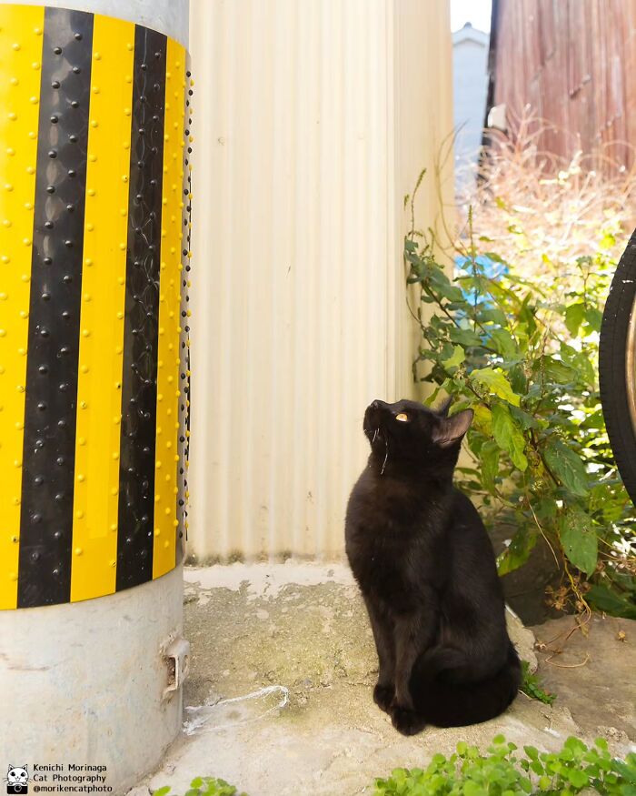 This Photographer Captured Exactly Why Cats Are So Endlessly Entertaining (61 Pics)