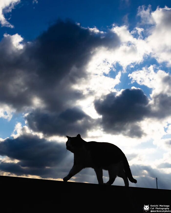 This Photographer Captured Exactly Why Cats Are So Endlessly Entertaining (61 Pics)