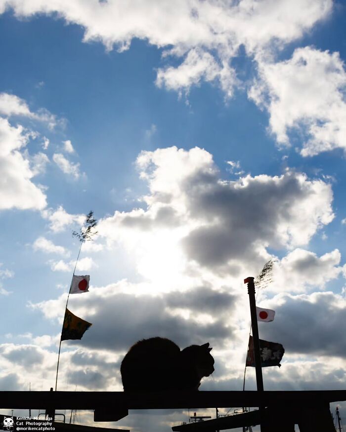 This Photographer Captured Exactly Why Cats Are So Endlessly Entertaining (61 Pics)