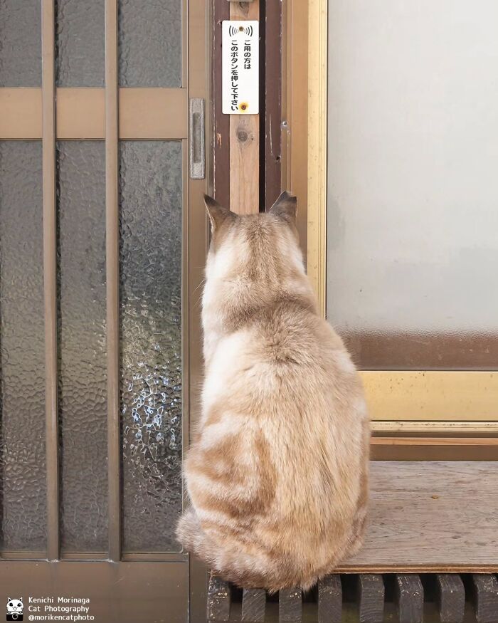 This Photographer Captured Exactly Why Cats Are So Endlessly Entertaining (61 Pics)