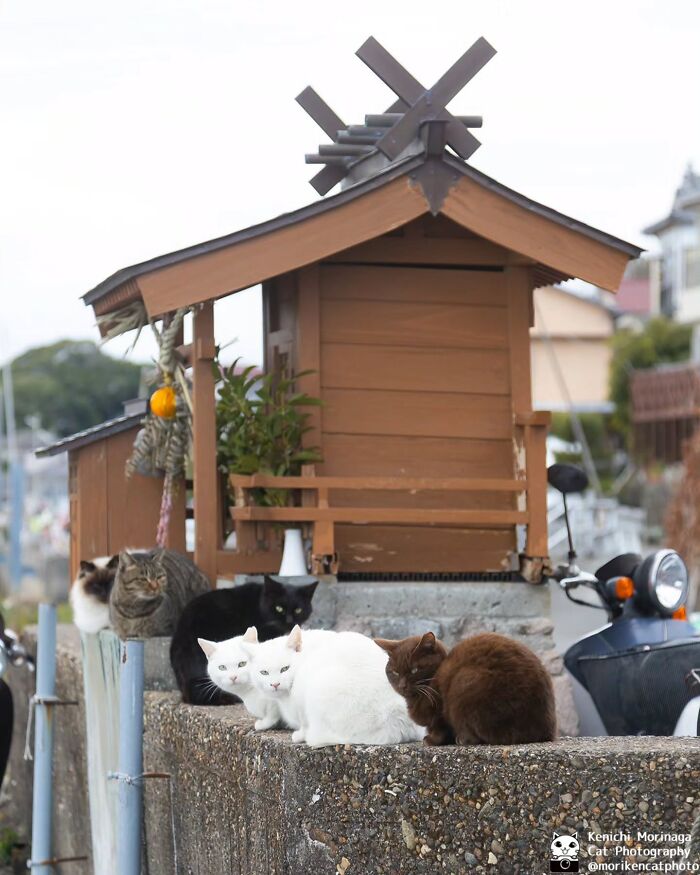 This Photographer Captured Exactly Why Cats Are So Endlessly Entertaining (61 Pics)