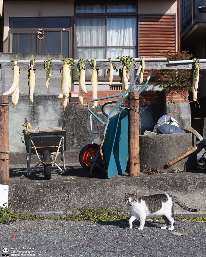 This Photographer Captured Exactly Why Cats Are So Endlessly Entertaining (61 Pics)