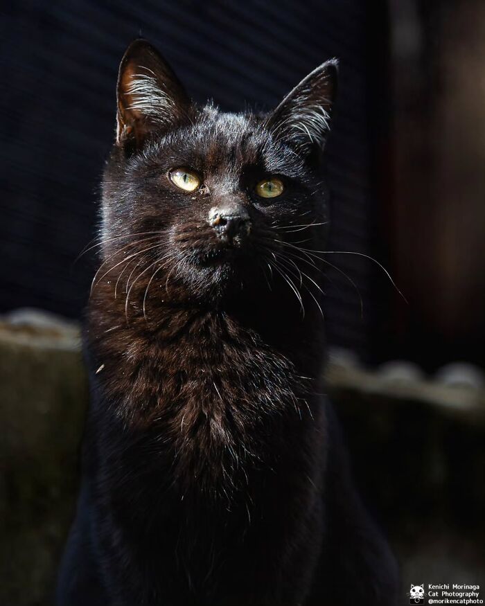 This Photographer Captured Exactly Why Cats Are So Endlessly Entertaining (61 Pics)