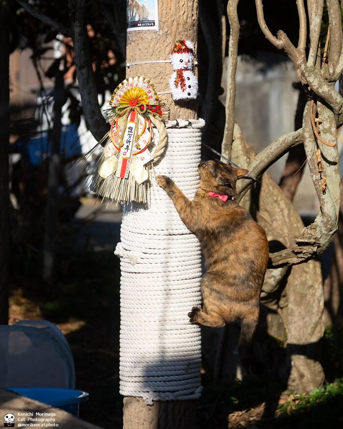 This Photographer Captured Exactly Why Cats Are So Endlessly Entertaining (61 Pics)