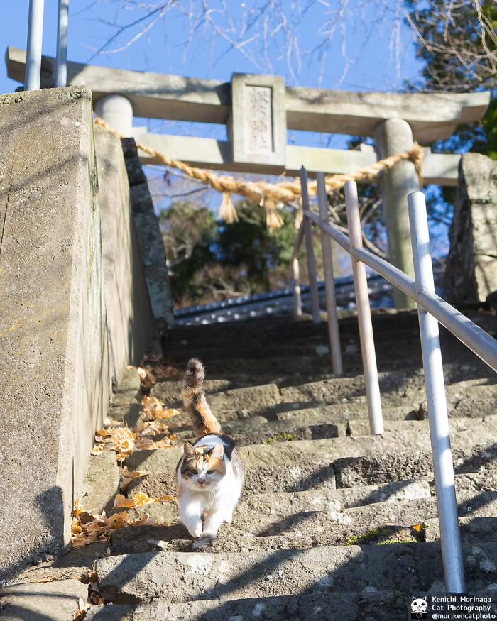 This Photographer Captured Exactly Why Cats Are So Endlessly Entertaining (61 Pics)