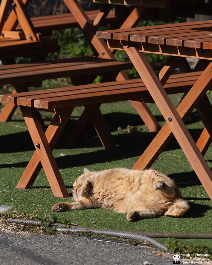 This Photographer Captured Exactly Why Cats Are So Endlessly Entertaining (61 Pics)