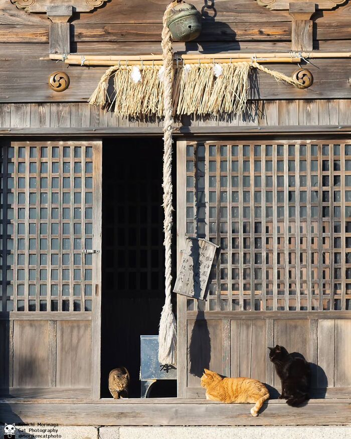 This Photographer Captured Exactly Why Cats Are So Endlessly Entertaining (61 Pics)