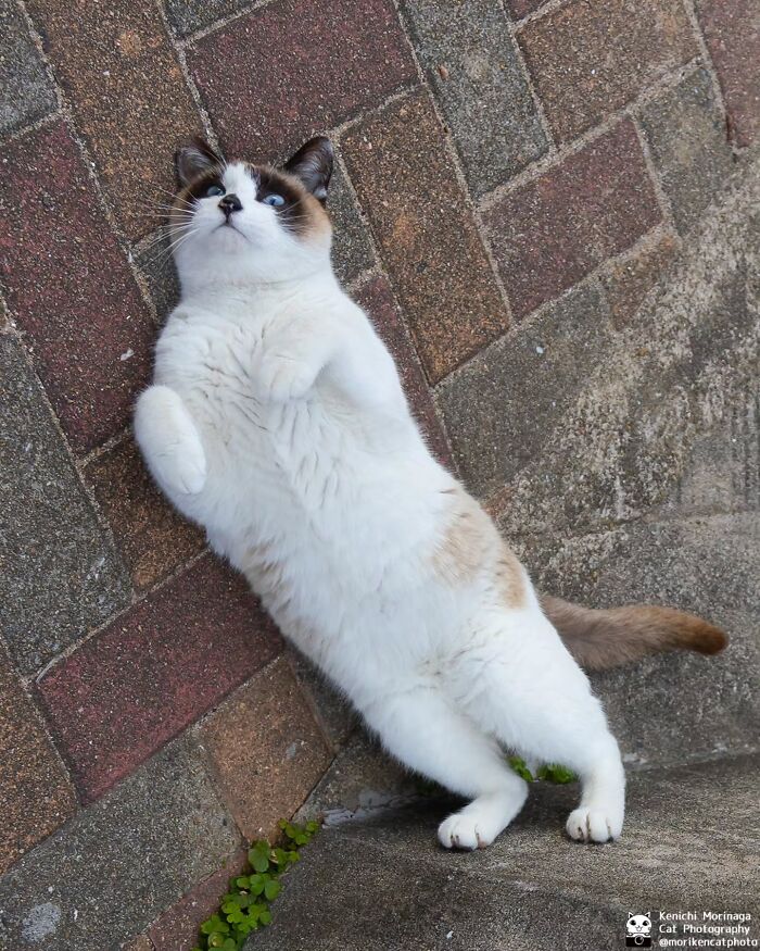 This Photographer Captured Exactly Why Cats Are So Endlessly Entertaining (61 Pics)