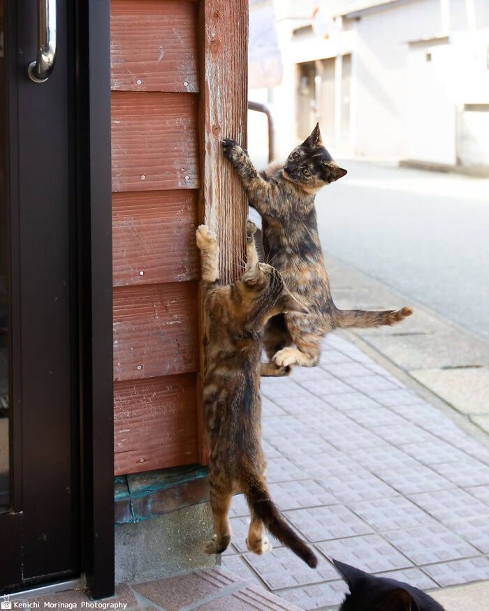 This Photographer Captured Exactly Why Cats Are So Endlessly Entertaining (61 Pics)