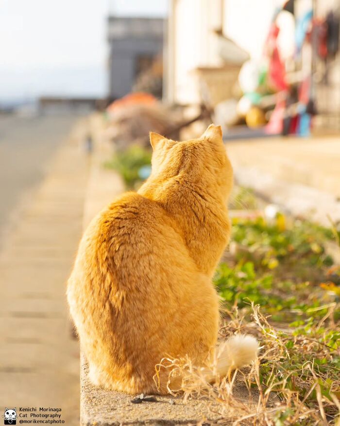 This Photographer Captured Exactly Why Cats Are So Endlessly Entertaining (61 Pics)