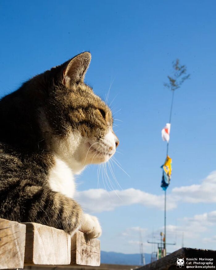 This Photographer Captured Exactly Why Cats Are So Endlessly Entertaining (61 Pics)