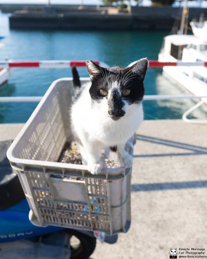 This Photographer Captured Exactly Why Cats Are So Endlessly Entertaining (61 Pics)