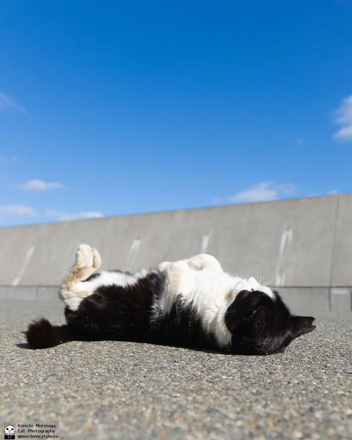 This Photographer Captured Exactly Why Cats Are So Endlessly Entertaining (61 Pics)