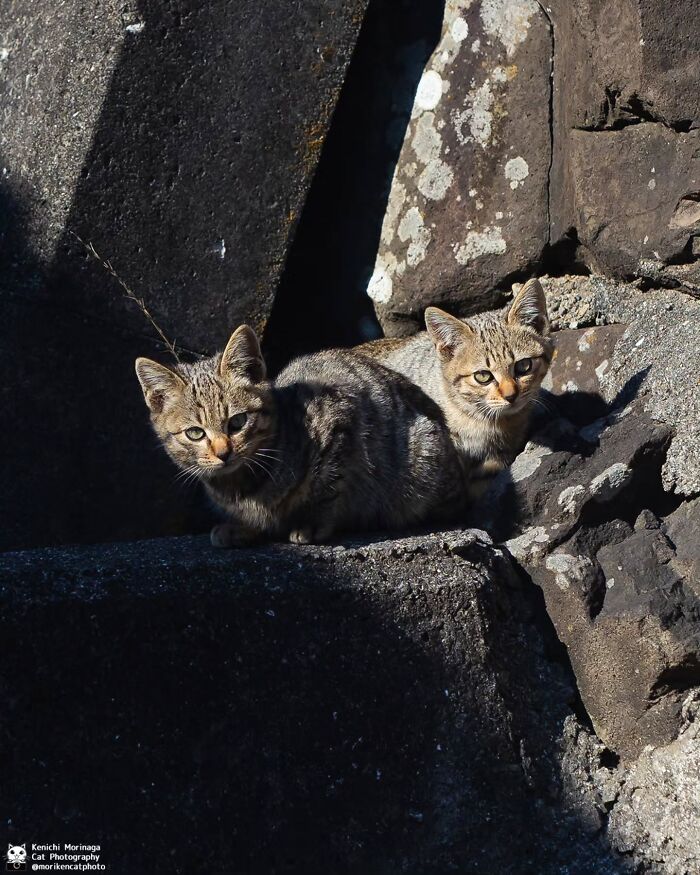 This Photographer Captured Exactly Why Cats Are So Endlessly Entertaining (61 Pics)