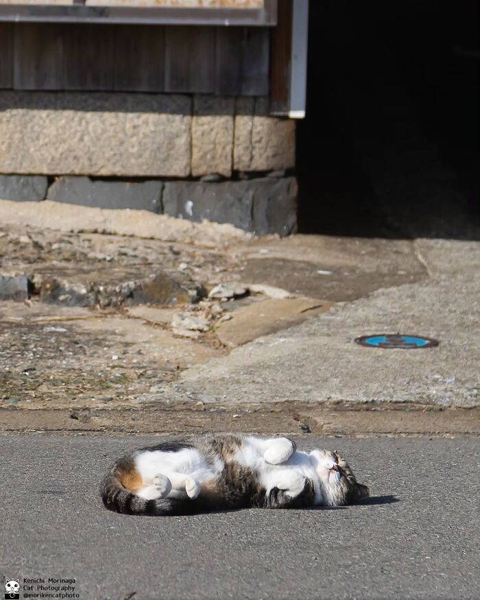 This Photographer Captured Exactly Why Cats Are So Endlessly Entertaining (61 Pics)