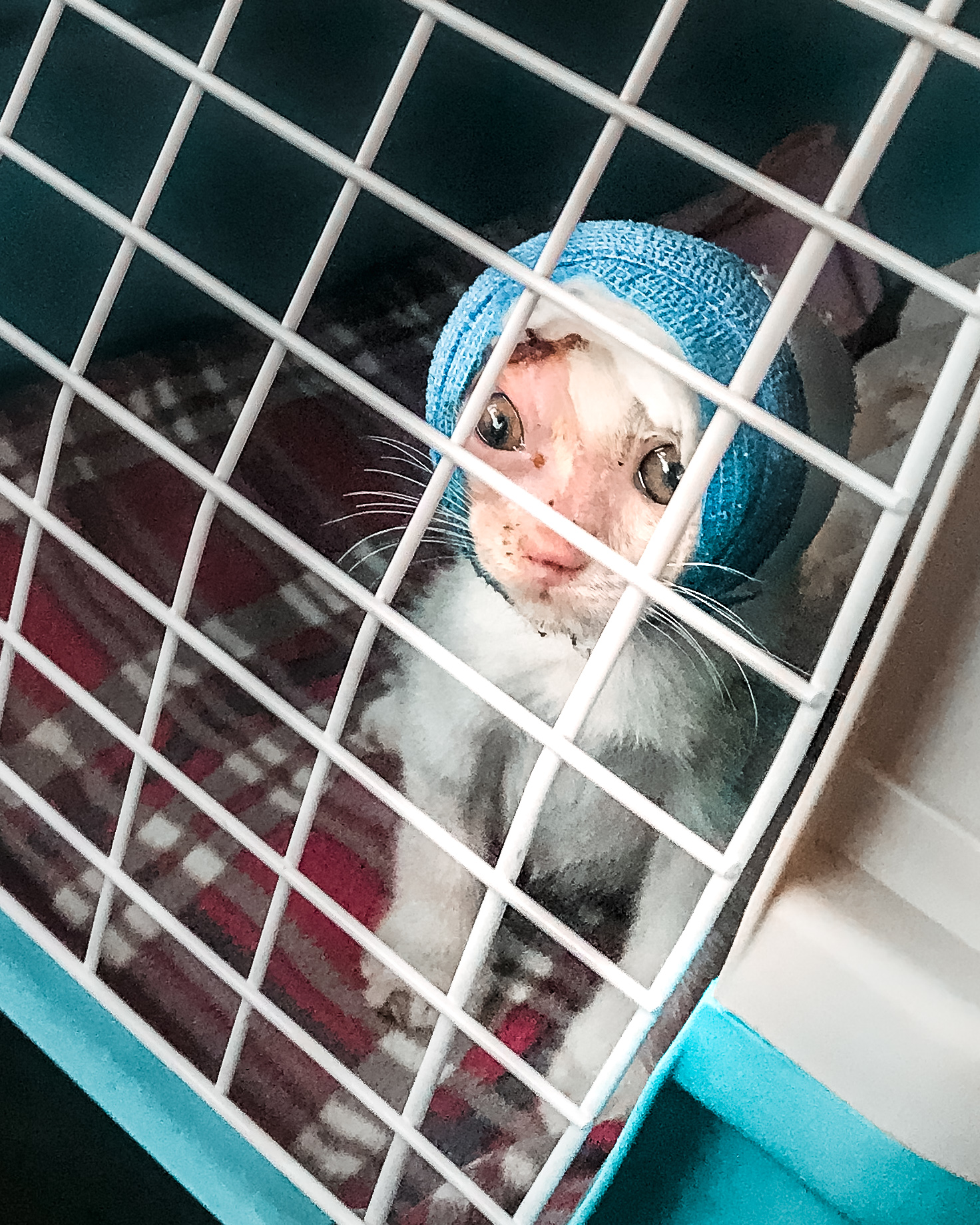 Critically Injured Kittens Found On Dubai Streets Make Incredible Recovery With Caring Vet