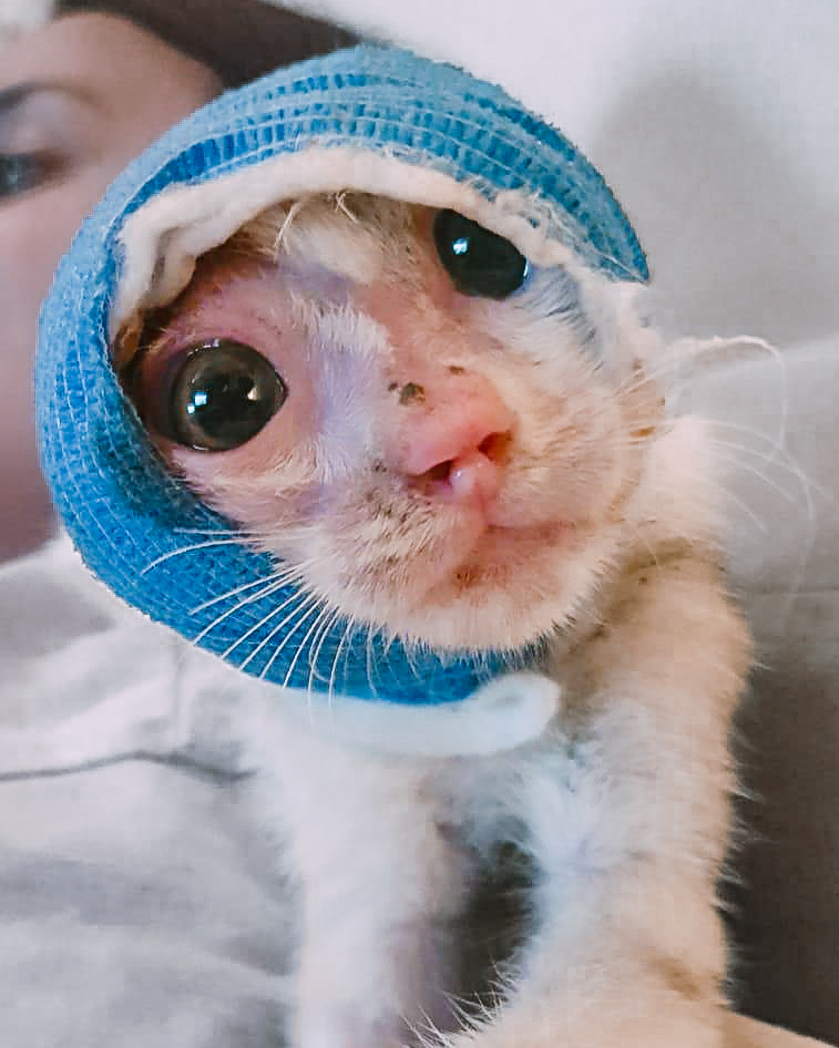 Critically Injured Kittens Found On Dubai Streets Make Incredible Recovery With Caring Vet