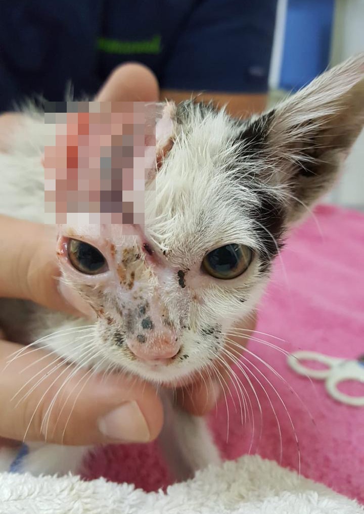 Critically Injured Kittens Found On Dubai Streets Make Incredible Recovery With Caring Vet
