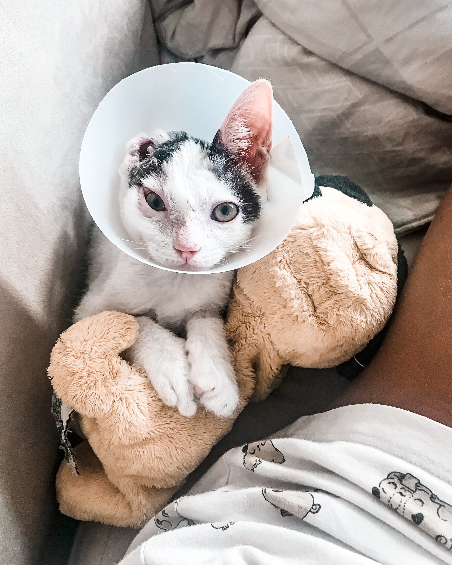 Critically Injured Kittens Found On Dubai Streets Make Incredible Recovery With Caring Vet