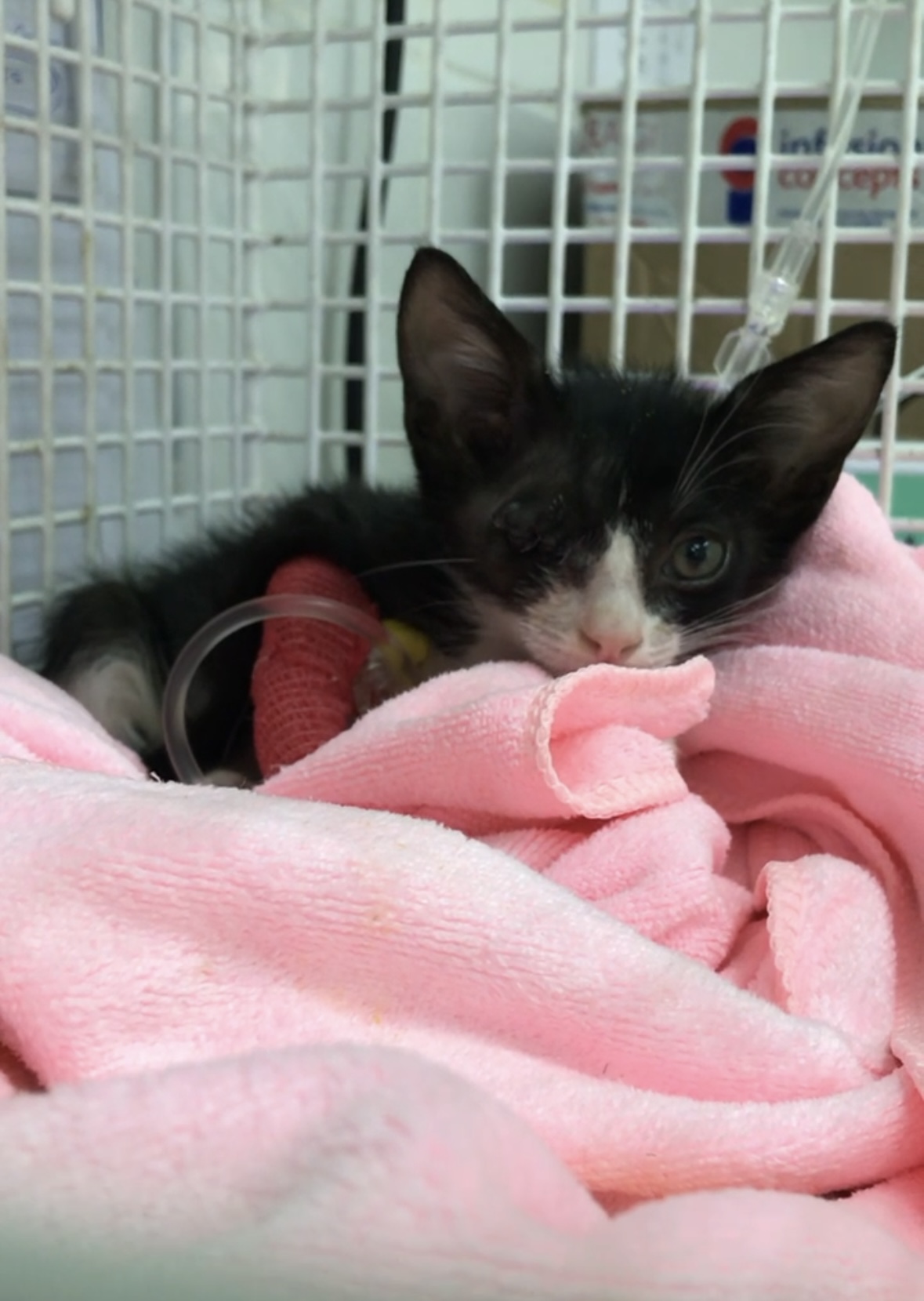 Critically Injured Kittens Found On Dubai Streets Make Incredible Recovery With Caring Vet