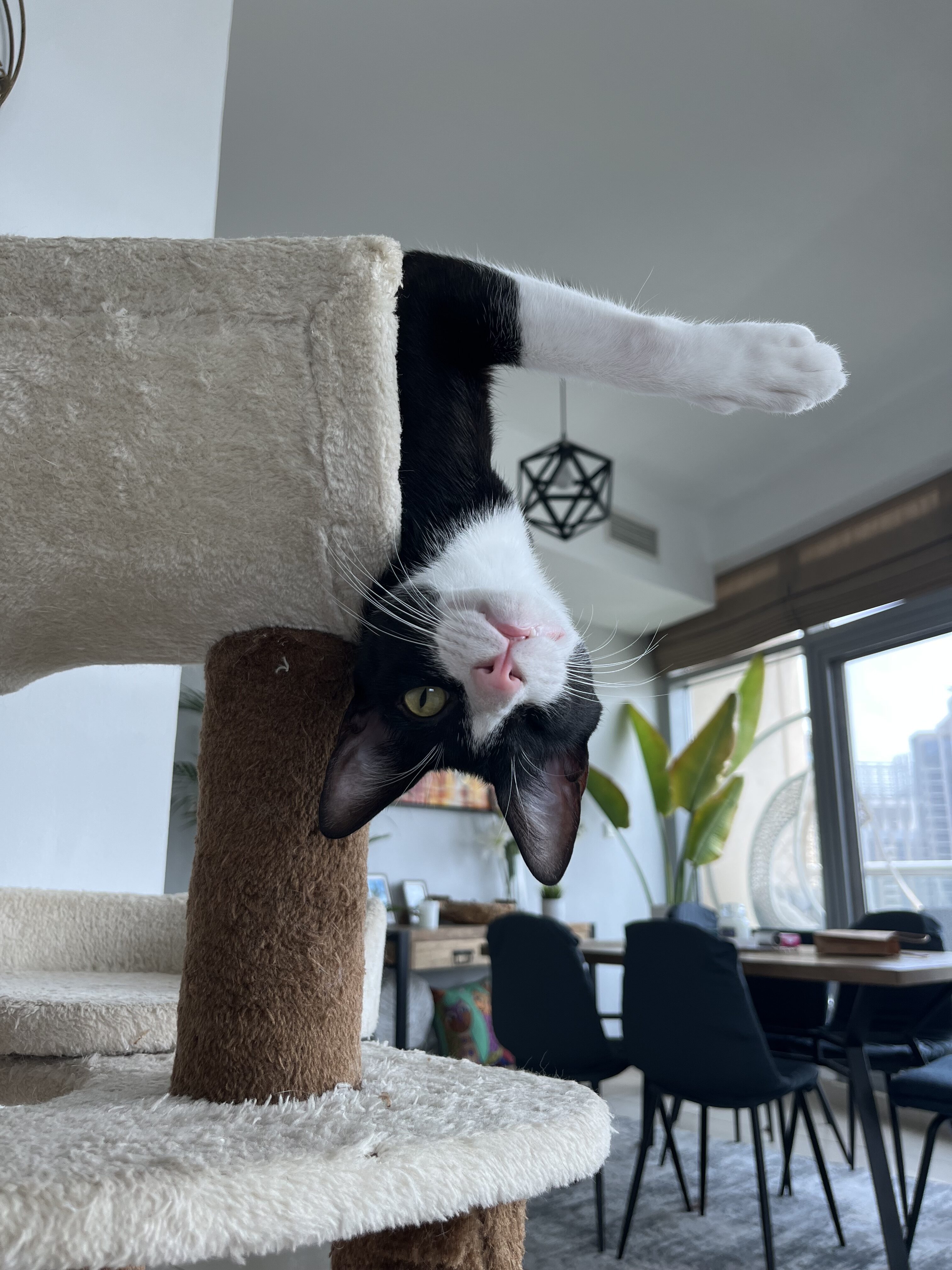 Critically Injured Kittens Found On Dubai Streets Make Incredible Recovery With Caring Vet