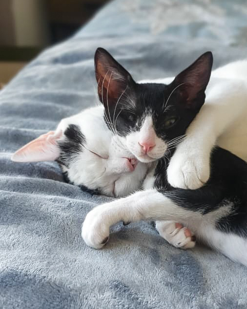 Critically Injured Kittens Found On Dubai Streets Make Incredible Recovery With Caring Vet