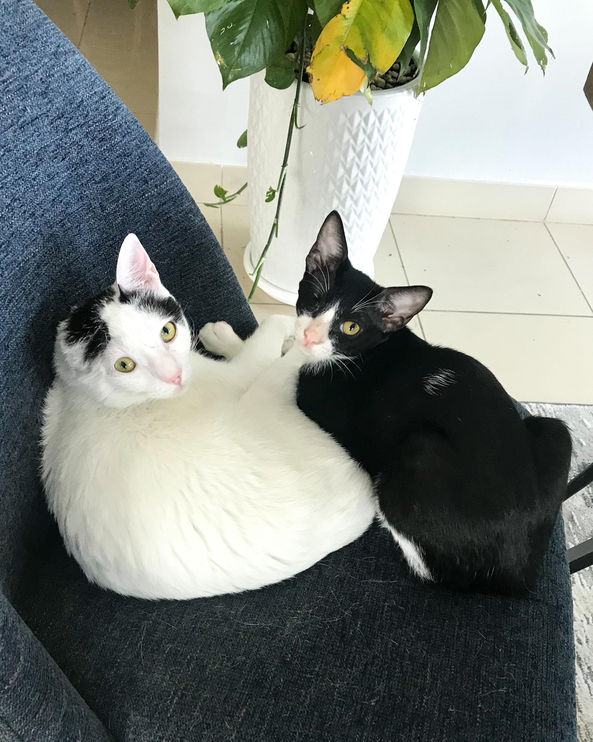 Critically Injured Kittens Found On Dubai Streets Make Incredible Recovery With Caring Vet