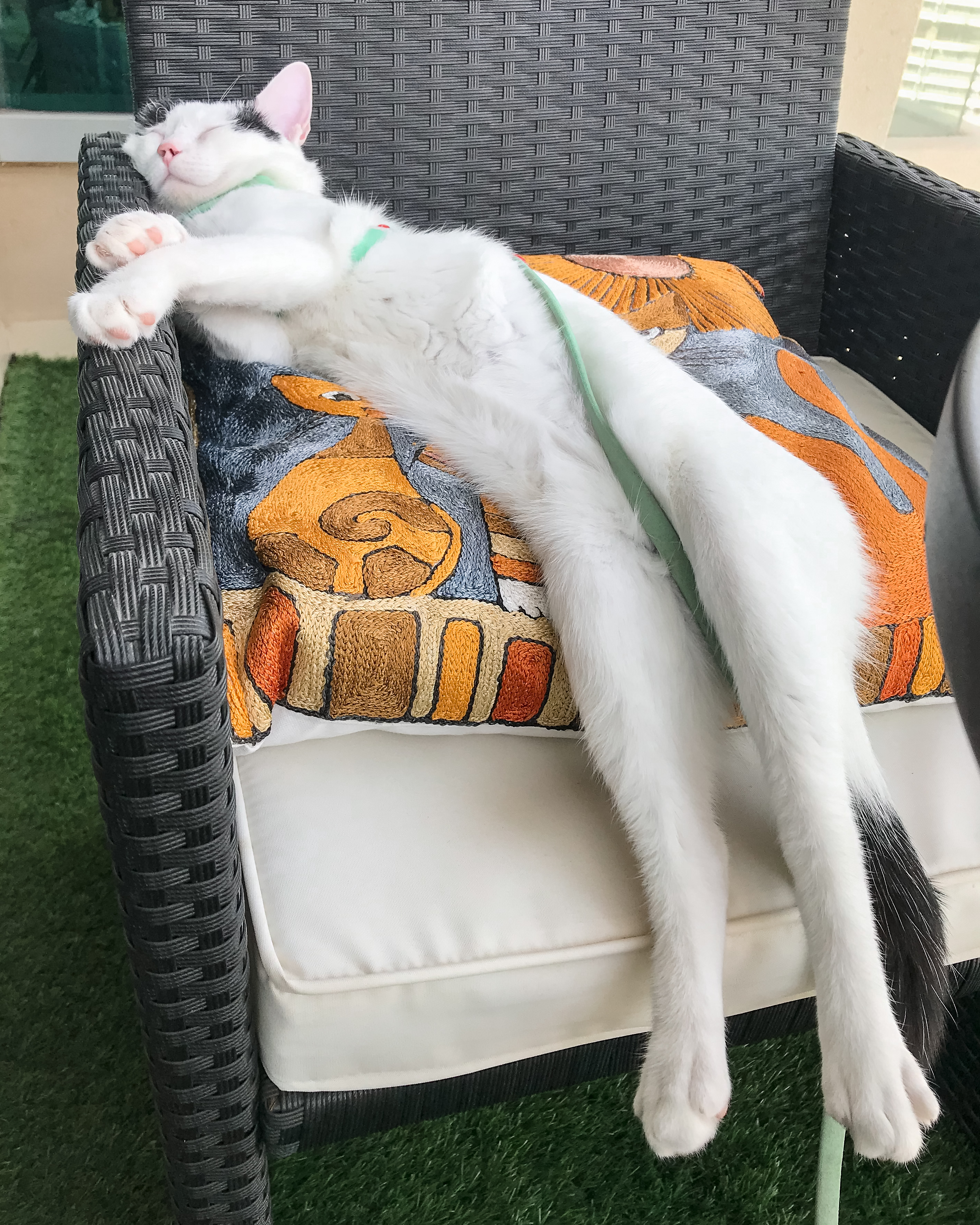 Critically Injured Kittens Found On Dubai Streets Make Incredible Recovery With Caring Vet