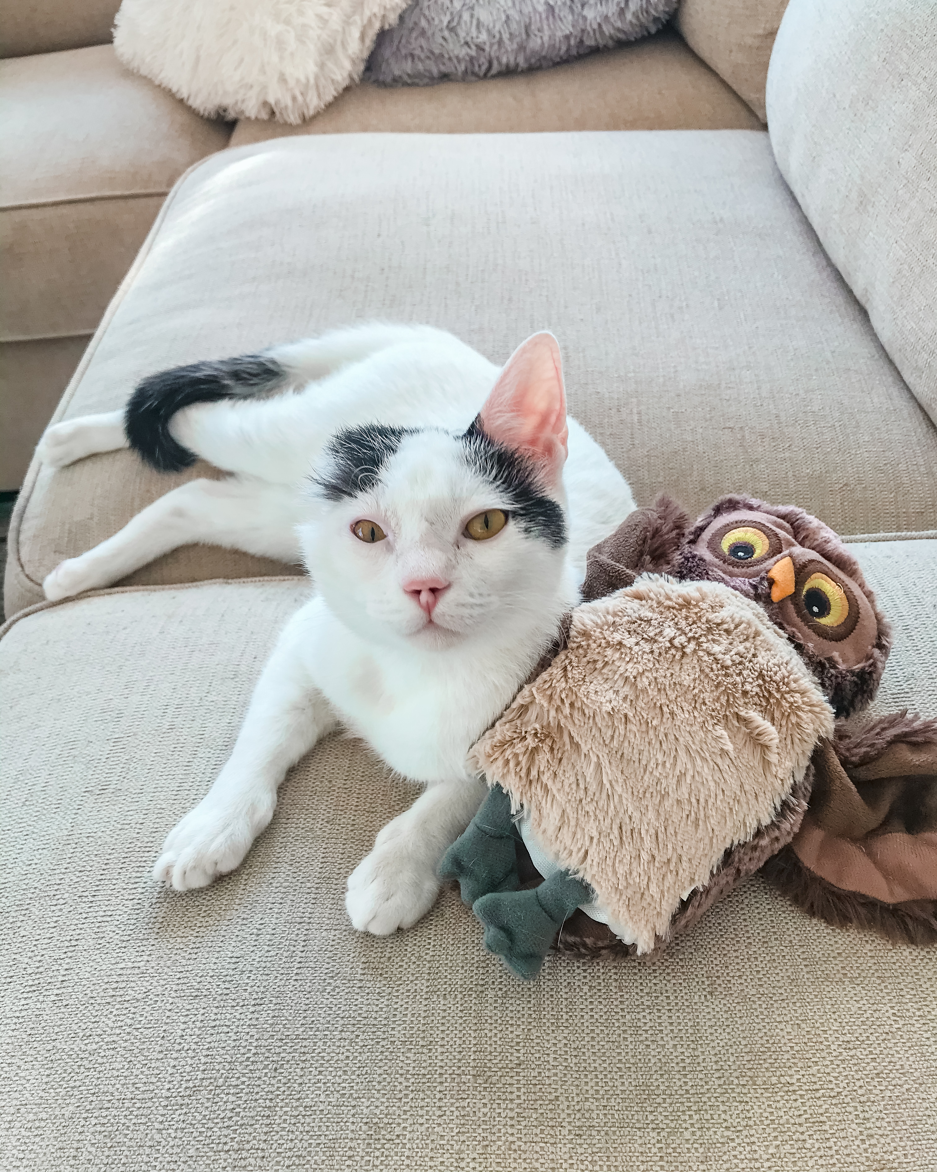 Critically Injured Kittens Found On Dubai Streets Make Incredible Recovery With Caring Vet