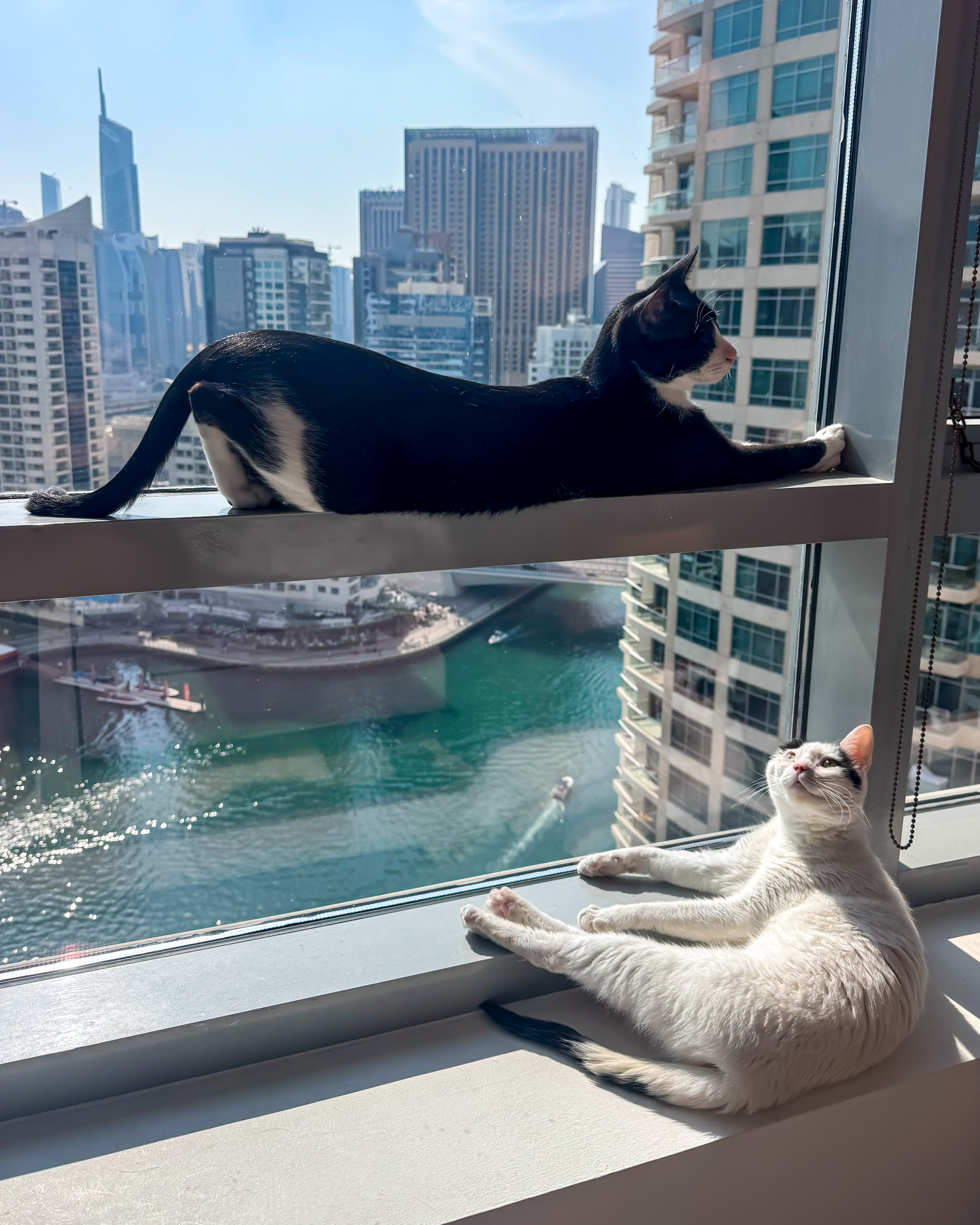 Critically Injured Kittens Found On Dubai Streets Make Incredible Recovery With Caring Vet