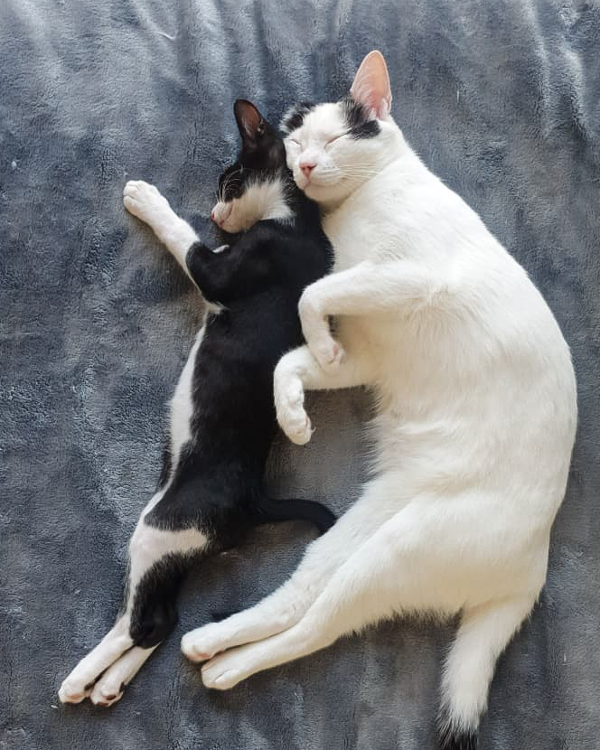 Critically Injured Kittens Found On Dubai Streets Make Incredible Recovery With Caring Vet