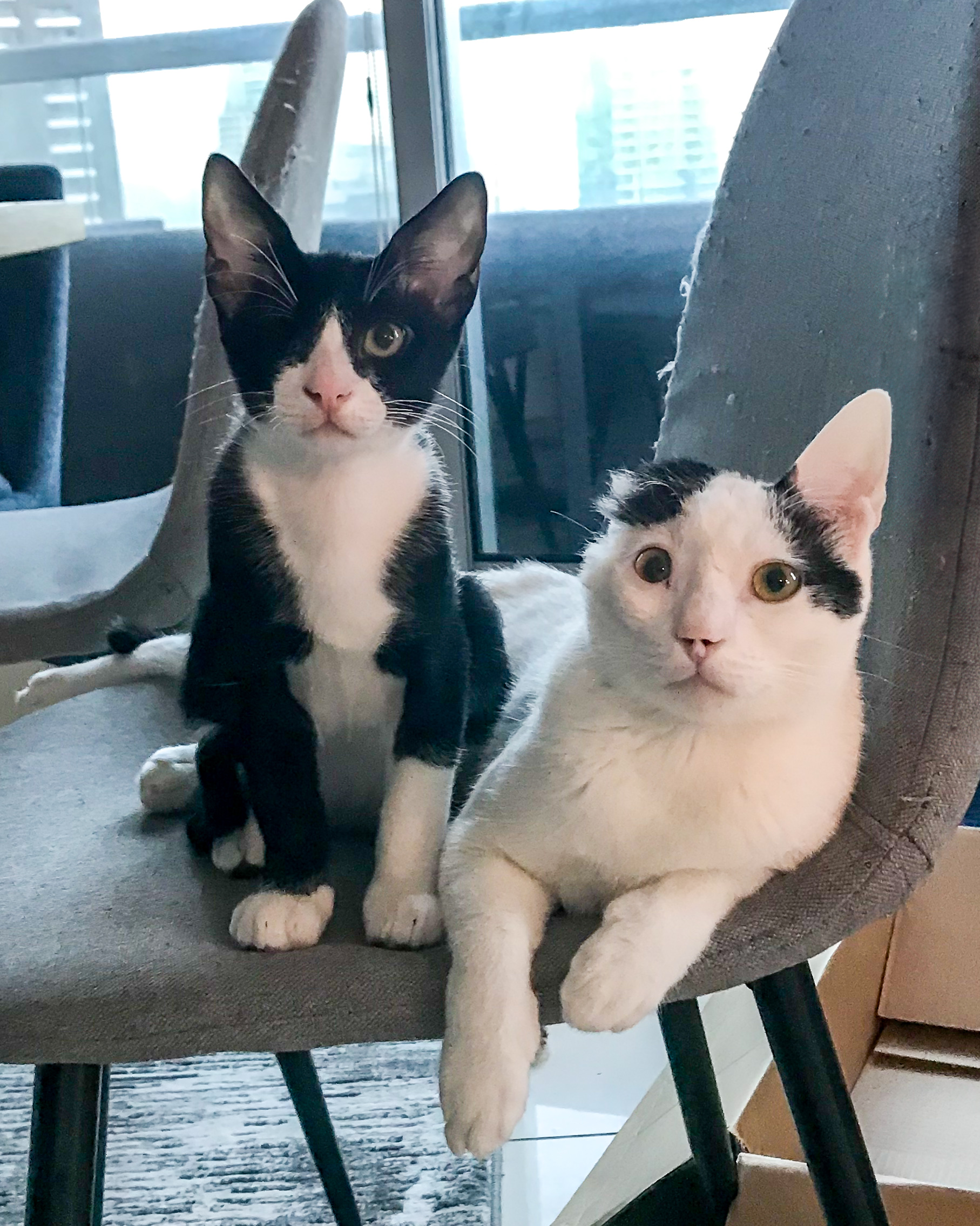 Critically Injured Kittens Found On Dubai Streets Make Incredible Recovery With Caring Vet