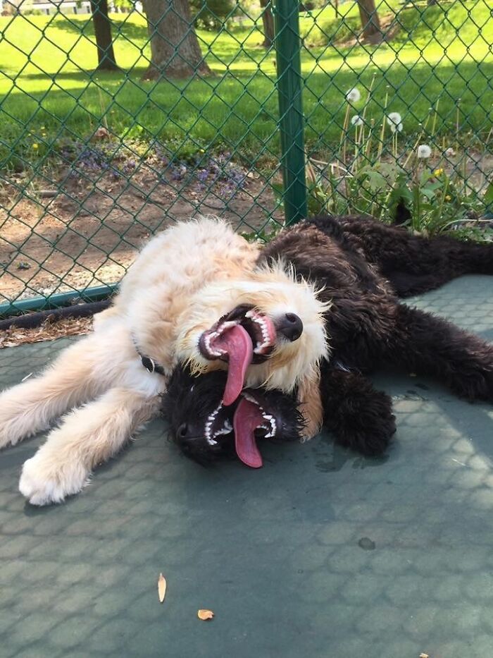 44 Adorable Pics Of Unhinged Pets Who Woke Up And Chose Absolute Chaos That Day
