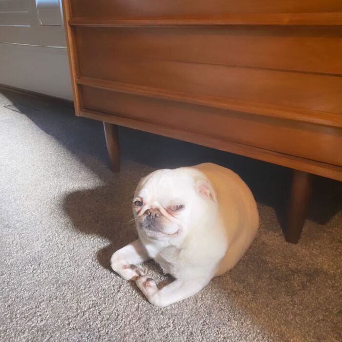 44 Adorable Pics Of Unhinged Pets Who Woke Up And Chose Absolute Chaos That Day