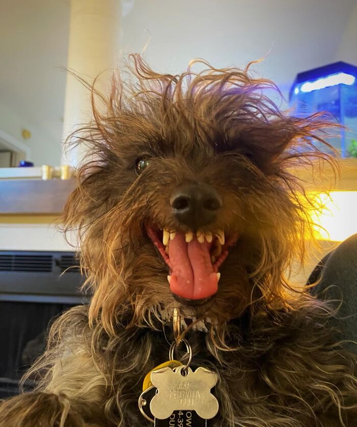 44 Adorable Pics Of Unhinged Pets Who Woke Up And Chose Absolute Chaos That Day