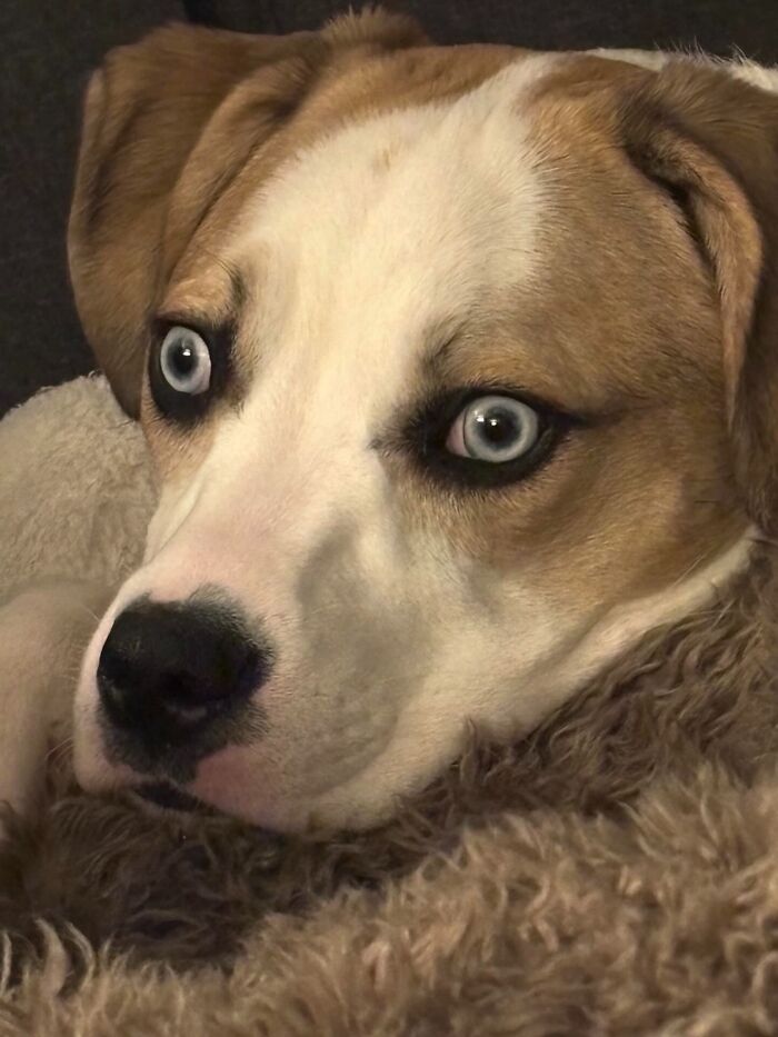 44 Adorable Pics Of Unhinged Pets Who Woke Up And Chose Absolute Chaos That Day