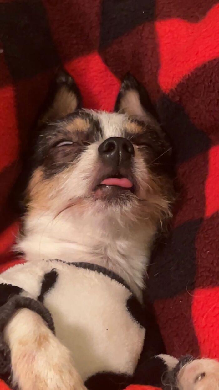 44 Adorable Pics Of Unhinged Pets Who Woke Up And Chose Absolute Chaos That Day