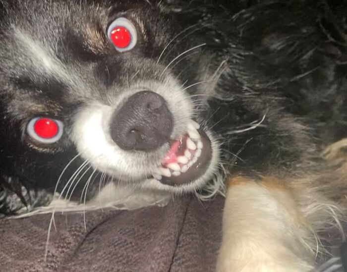 44 Adorable Pics Of Unhinged Pets Who Woke Up And Chose Absolute Chaos That Day